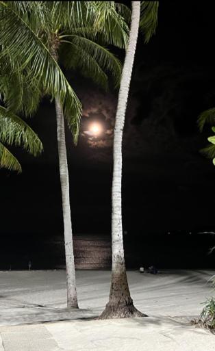 Condos: Beachside Retreat With Smart Amenities